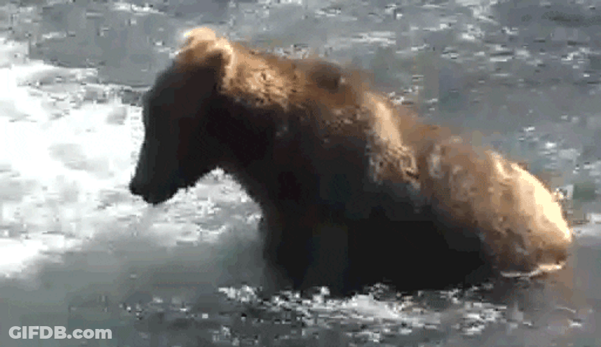 Bear Staring At The Water GIF