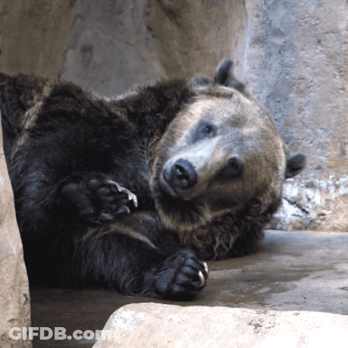 Bear Staring While Lying GIF
