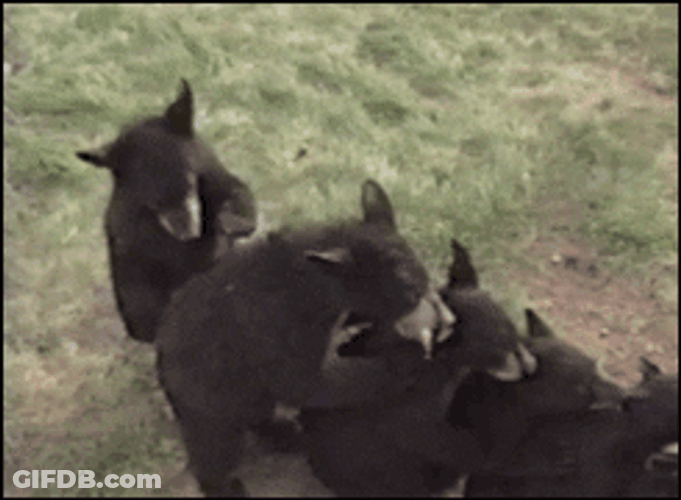 Bear Staying In Line GIF