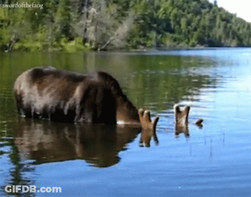 Bear Swimming In Lake With Swordofthefang GIF