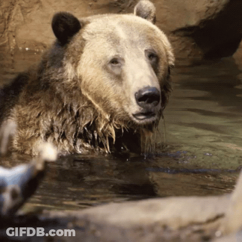 Bear Swimming In Water GIF