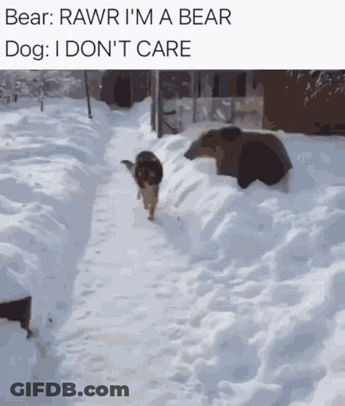 Bear Teasing The Dog GIF