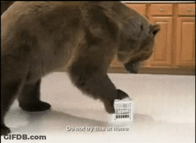 Bear Trying To Destroy A Box GIF