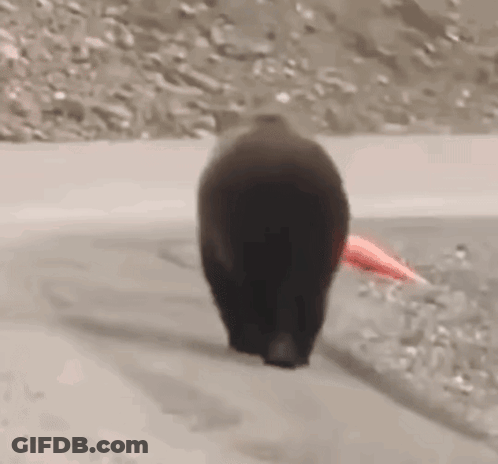 Bear Walking Down Road Next To River GIF