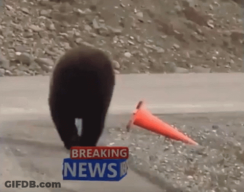 Bear Walking Down Road With Breaking News Sign GIF