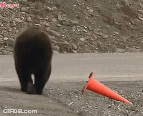 Bear Walking Next To Orange Traffic Cone GIF