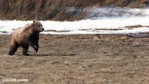 Bear Walking On Dirt Field With National Geographic Logo GIF