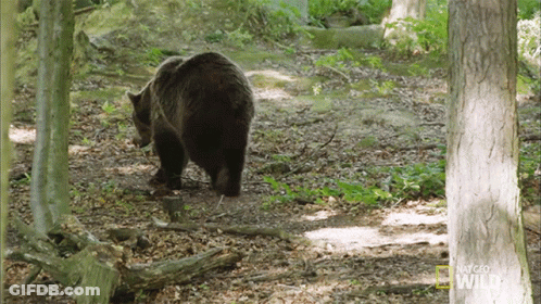 Bear Walking Through Woods National Geographic GIF