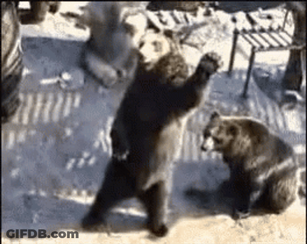Bear Waving And Calling GIF