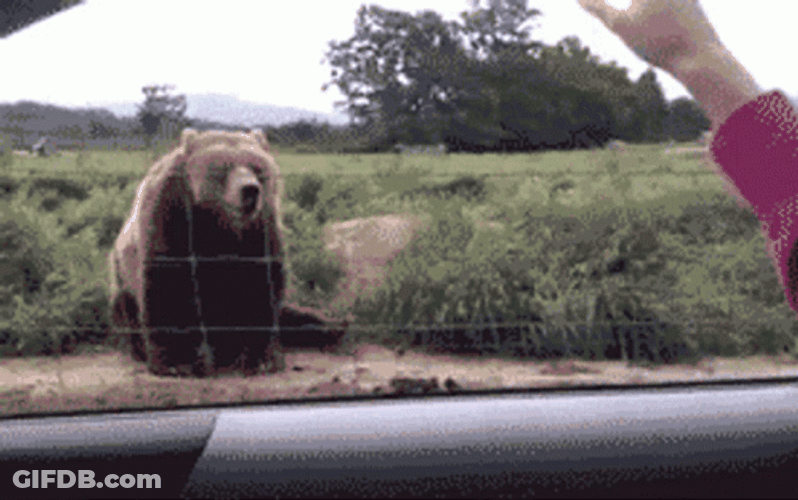 Bear Waving Goodbye GIF