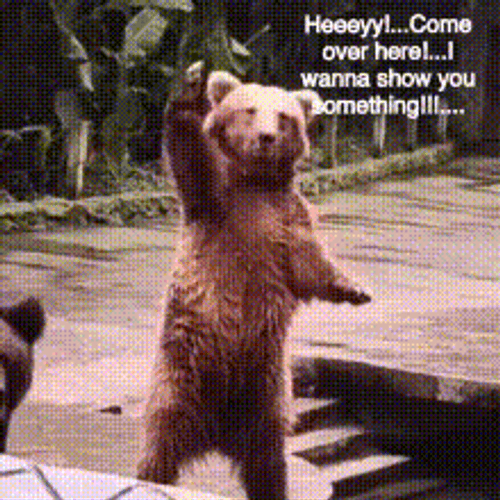 Bear Waving To Come Over GIF