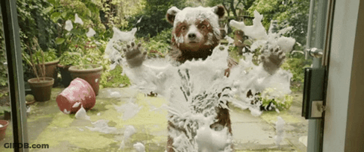 Bear Wax On Wax Off In Window GIF