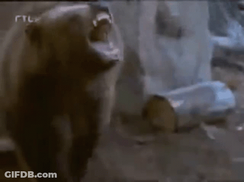Bear With Mouth Open And RTL Letters GIF