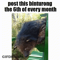 Bear With Text Post This Binturong The 6Th Of Every Month GIF
