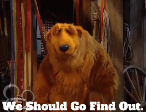 Bear With We Should Go Find Out GIF