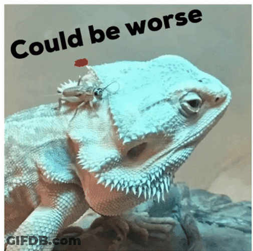 Bearded Dragon And Insect Could Be Worse GIF