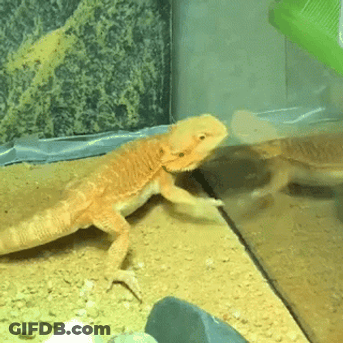 Bearded Dragon Attacking Itself GIF