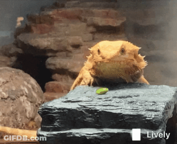 Bearded Dragon Eating GIF