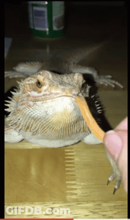 Bearded Dragon Eats Gummy Worm GIF