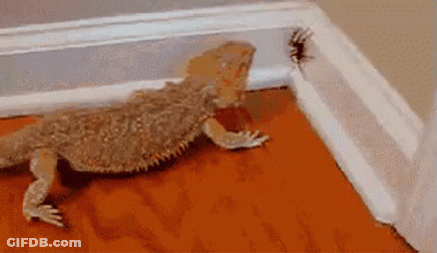 Bearded Dragon Eats Spider GIF