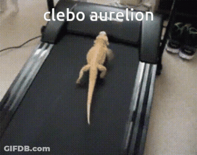 Bearded Dragon Exercise Thread Mill GIF