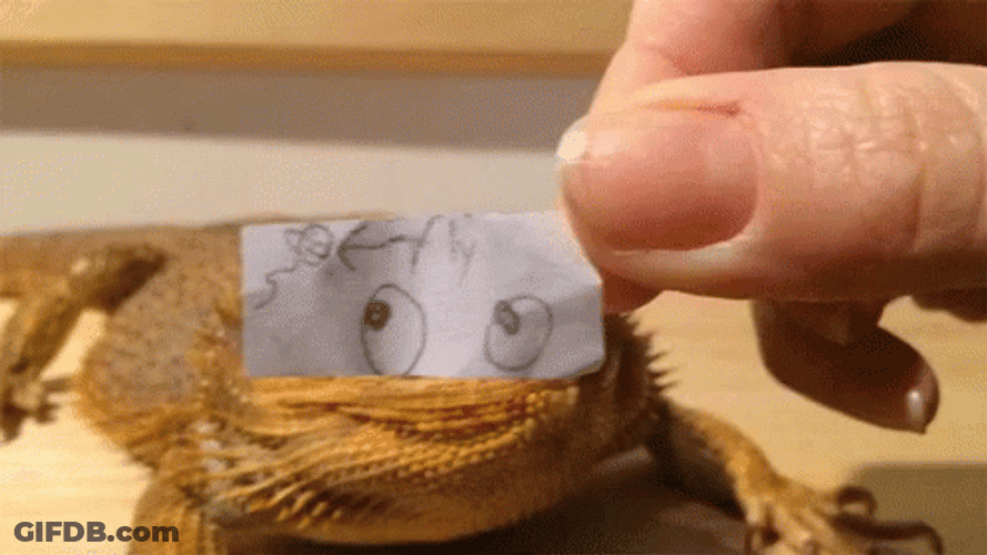 Bearded Dragon Eye Drawing GIF