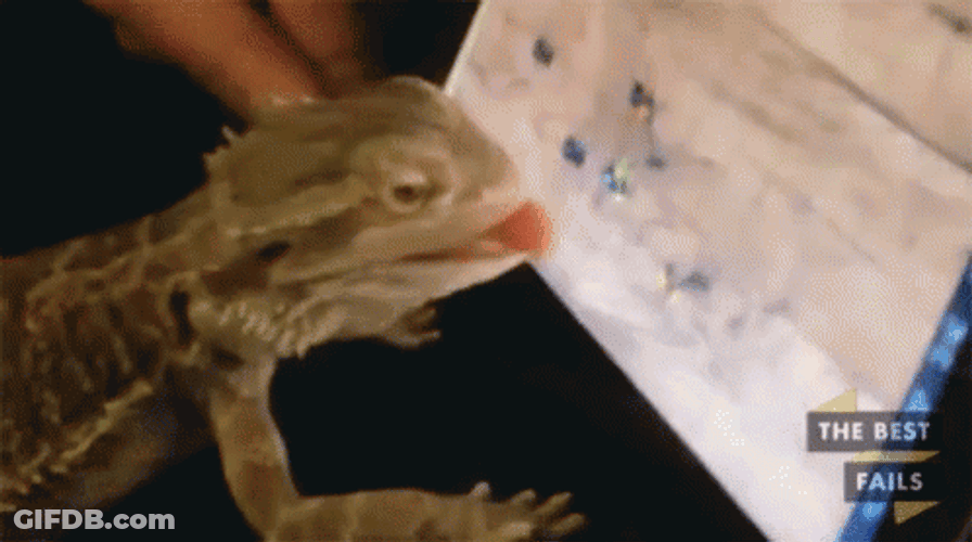 Bearded Dragon In Front Of Phone GIF