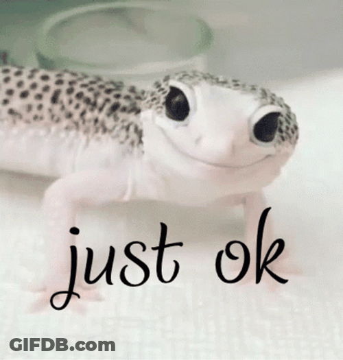 Bearded Dragon Just Okay GIF