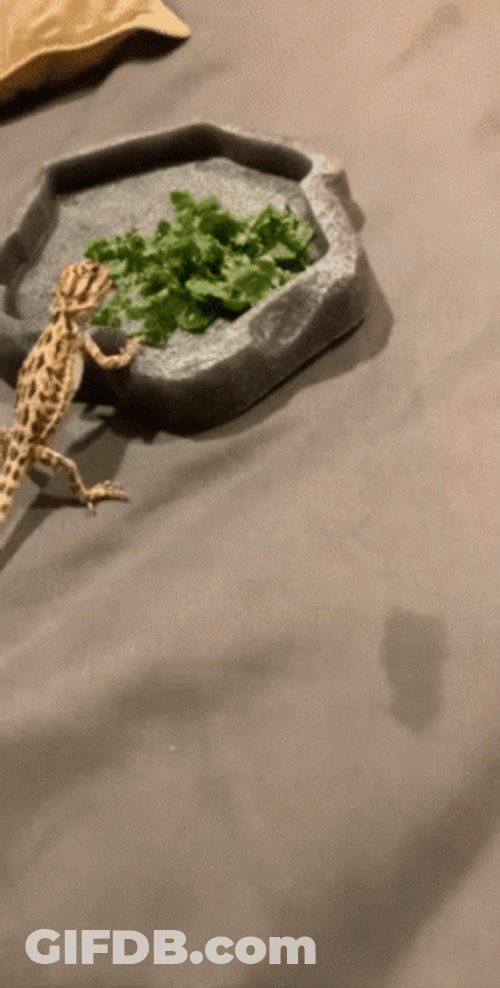 Bearded Dragon Leaves GIF
