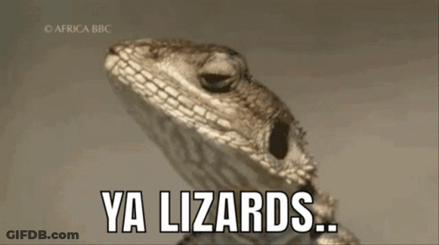 Bearded Dragon Lizard Looking Around GIF
