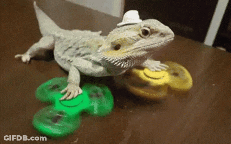 Bearded Dragon Lizard Playing Spinners GIF