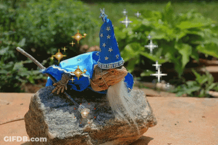 Bearded Dragon Magician GIF