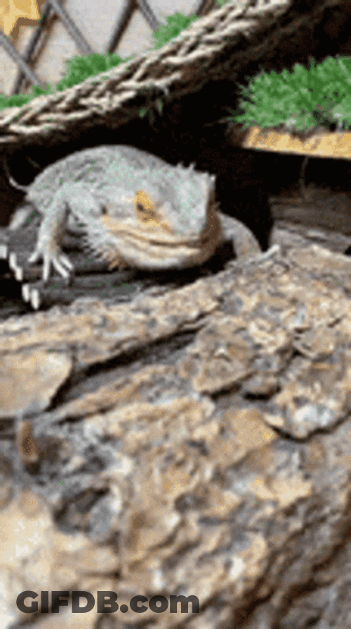 Bearded Dragon Nod GIF