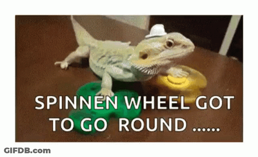Bearded Dragon On A Fidget Spinner GIF