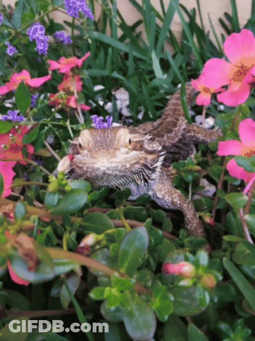 Bearded Dragon On Flowers GIF