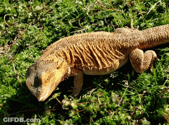 Bearded Dragon On Grass GIF