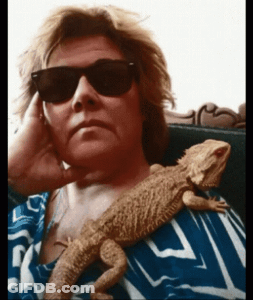 Bearded Dragon On Shoulder GIF