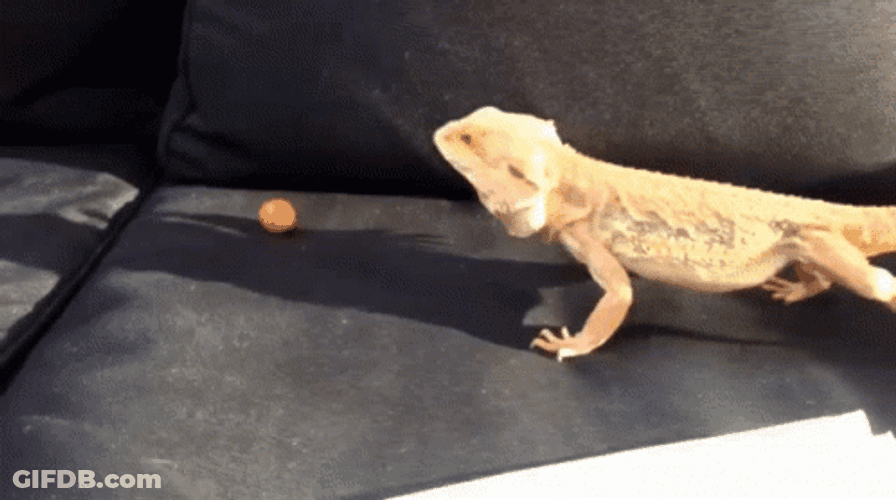 Bearded Dragon Orange Ball GIF