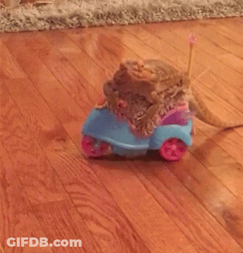 Bearded Dragon Rides Car GIF