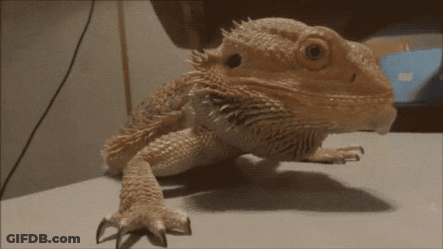 Bearded Dragon Says Nope GIF