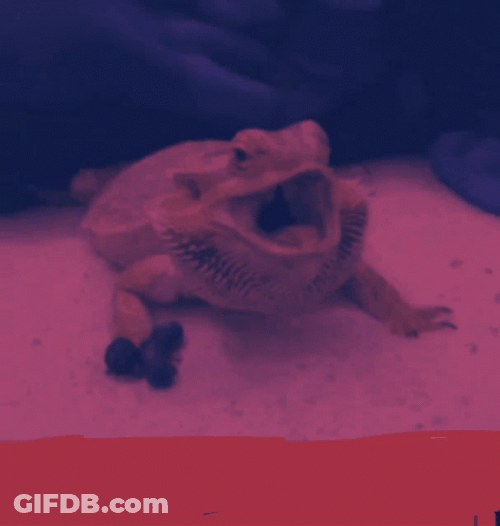 Bearded Dragon Scream And Shout GIF