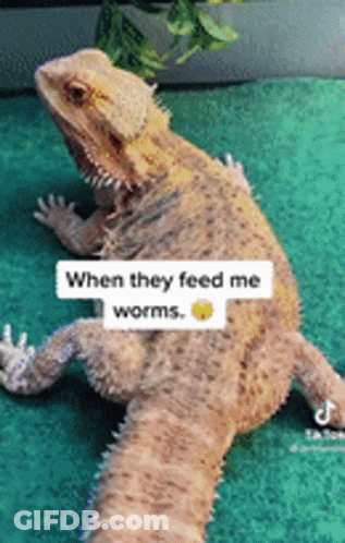 Bearded Dragon Sitting On Green Carpet When They Feed Me Worms GIF