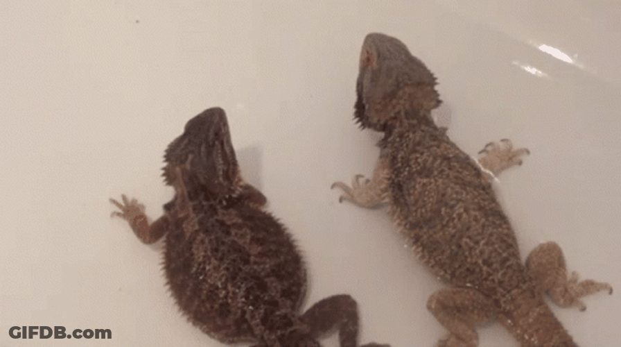 Bearded Dragon Talking A Bath GIF