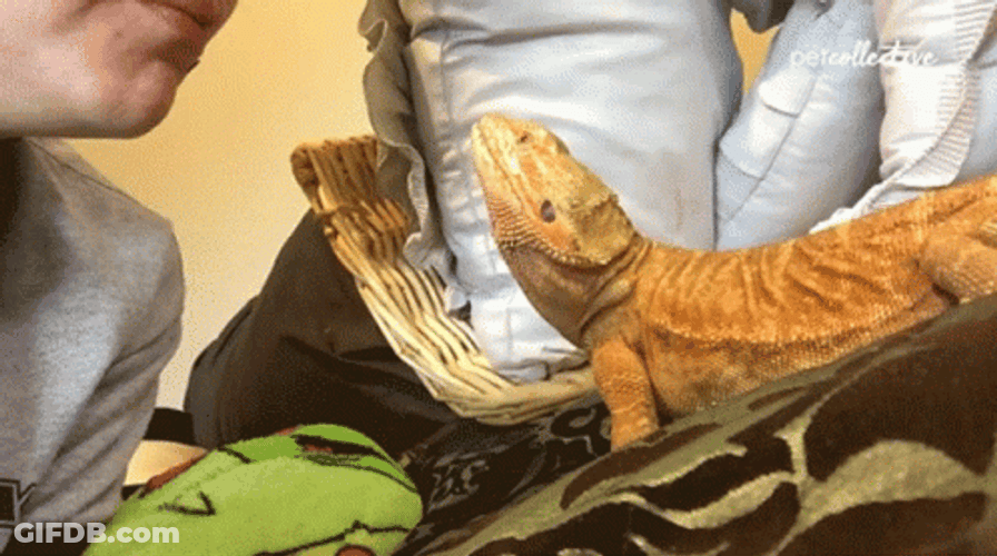Bearded Dragon Tongue Out GIF