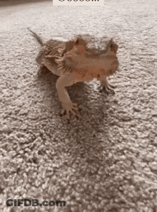 Bearded Dragon Walking On Carpet GIF