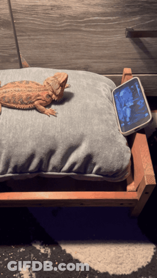 Bearded Dragon Watching GIF