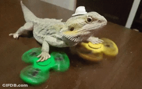 Bearded Dragon Wearing Hat Playing With Fidget Spinner GIF