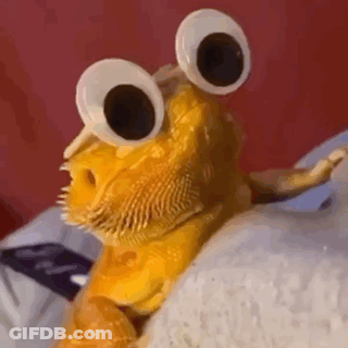 Bearded Dragon With Googly Eyes And Hat GIF