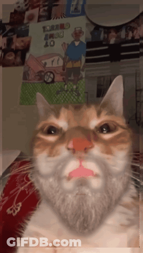 Bearded El Gato Meme GIF