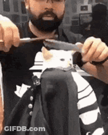 Bearded Man Cutting Cat's Hair With Scissors GIF